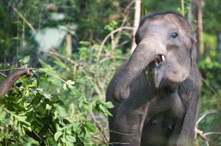 Proboscidea – The emotional life of elephants Proboscidea – The emotional life of elephants