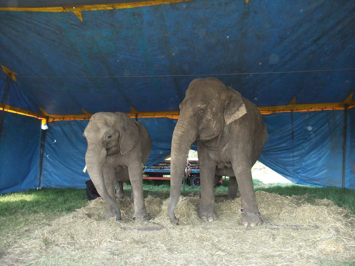 Elephant females “Daela” (l.) and “Dunja” during a stay in Calberlah, Germany, in 2011 Elephant females “Daela” (l.) and “Dunja” during a stay in Calberlah, Germany, in 2011
