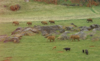 Ohne Kontakt (NC = no contact , mitunter missverständlicherweise ebenfalls unter „hands off“ geführt) Ohne Kontakt (NC = no contact , mitunter missverständlicherweise ebenfalls unter „hands off“ geführt)