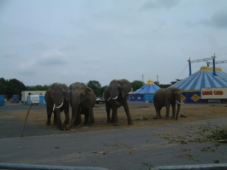 German circus elephants of “Monte Carlo” circus, owner: Hardy Weisheit, kept behind a ridiculous hot wire German circus elephants of “Monte Carlo” circus, owner: Hardy Weisheit, kept behind a ridiculous hot wire